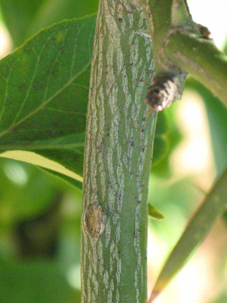              Second - third year twig (Riverside, CA)       